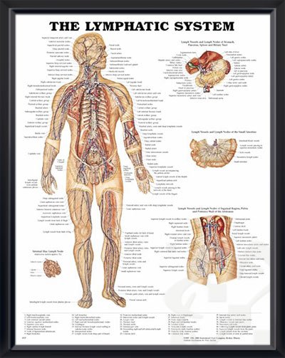 פוסטר אנטומיה מערכת הלימפה מק"ט 109 מידה51X66 ס"מ