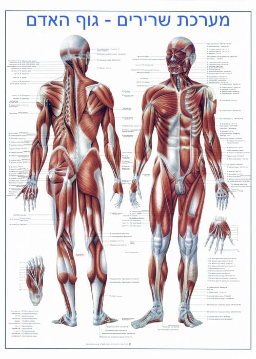 פוסטר אנטומיה שרירים בעברית + לטינית 50X70 ס"מ