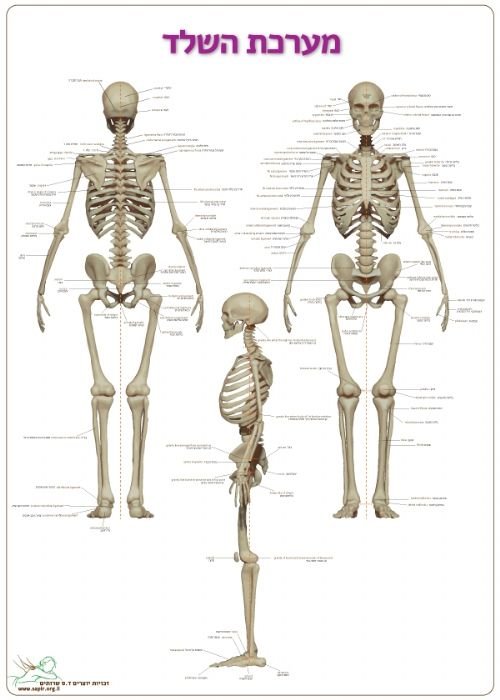 פוסטר אנטומיה שלד גוף האדם בעברית + לטינית 50X70 ס"מ
