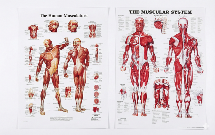 פוסטר גוף האדם לבחירה באיכות בינונית