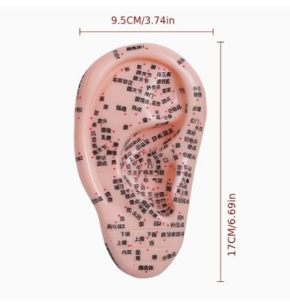 דגם אוזן לדיקור סיני 17 ס"מ
