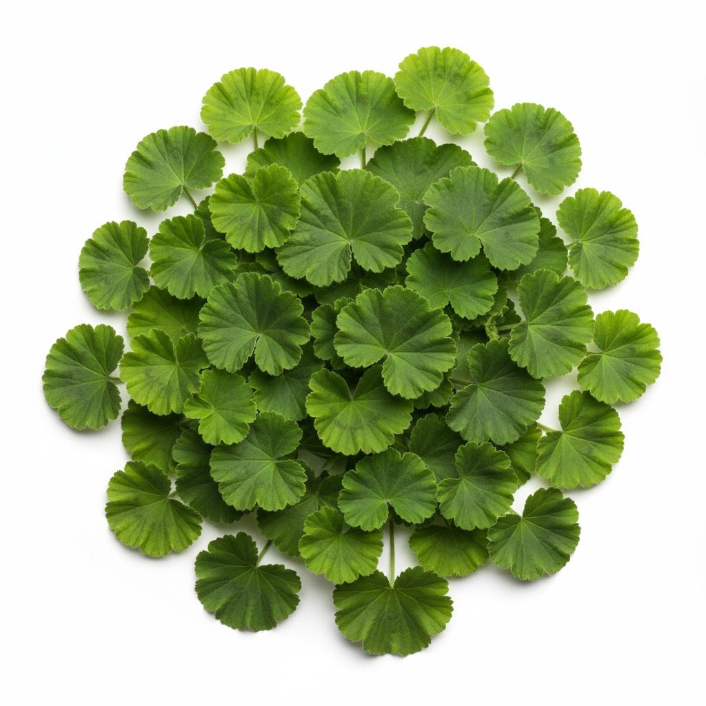 שמן ארומטי - שמן אתרי גרניום 10 מ"ל – תמונה 2